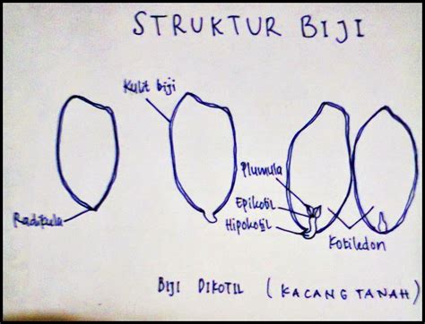 Cocos Nucifera: LAPORAN PENGAMATAN STRUKTUR BIJI (SMAN 1 BONTOMARANNU/XII IPA 1)