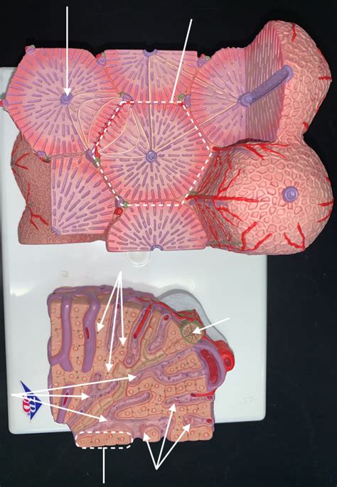 Digestive System- Liver Lobule Model Diagram | Quizlet