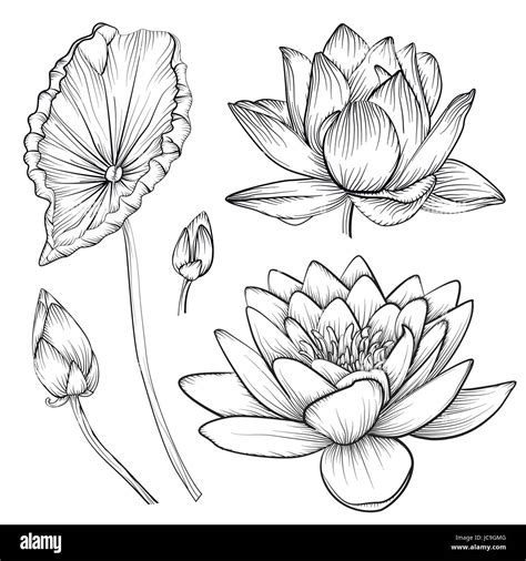 Buddha hand lotus hi-res stock photography and images - Alamy