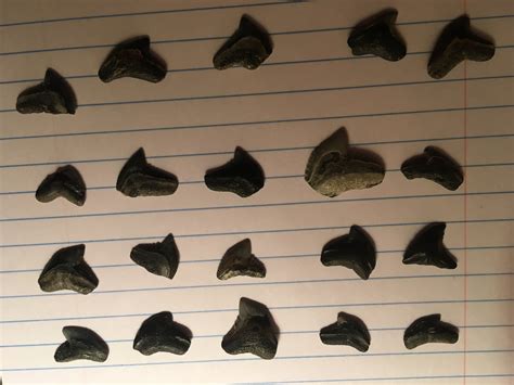 Tiger Shark Teeth? - Fossil ID - The Fossil Forum