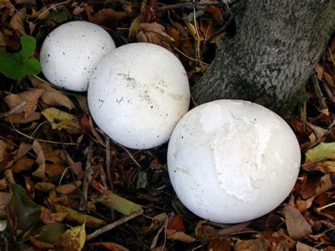 In Pursuit of Giant Puffballs, the queen of edible mushrooms: - - The Adirondack Almanack