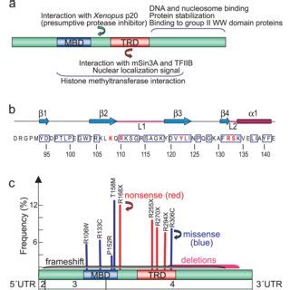 Gene and mRNA structures for methyl-CpG-binding protein 2 (MeCP2 ...