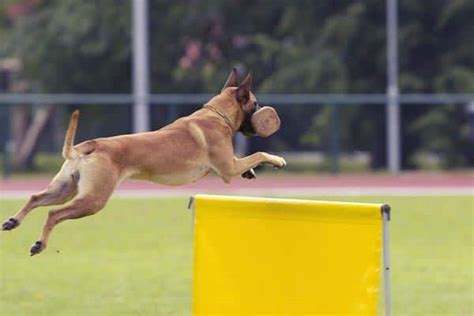 Belgian Malinois Training: Why These Dogs Need K-9 Training