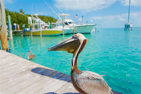 16 Incredible Things to Do in Islamorada, FL (2024 Guide)