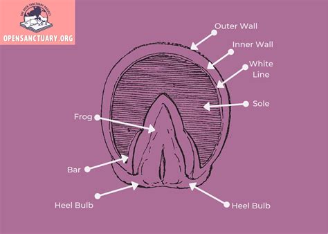 Horse Anatomy: The Hoof - The Open Sanctuary Project