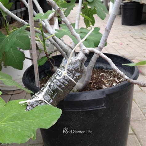 Propagating Fig Trees? Air Layering is Simple (Here’s How in 6 Steps ...