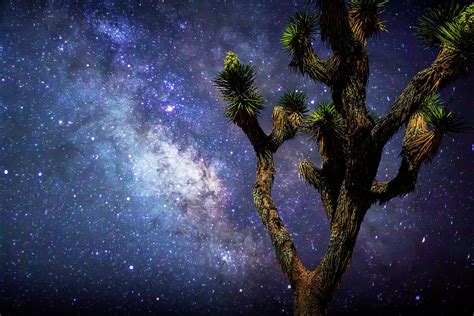 Lone Joshua Tree against the Milky Way Night Sky Photograph by Randall Nyhof | Fine Art America