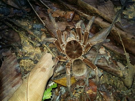 Goliath birdeater spider: habitat and characteristics