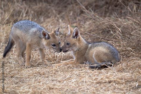 Africa, Tanzania. Two black-backed jackal pups nuzzle one another. Stock Photo | Adobe Stock