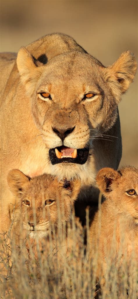 Lion And Family Wallpapers - Wallpaper Cave