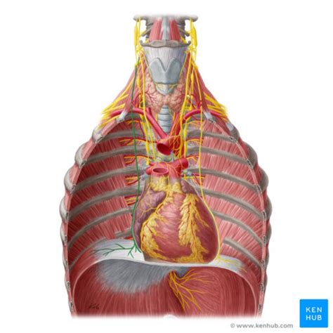 Phrenic Nerve - Physiopedia