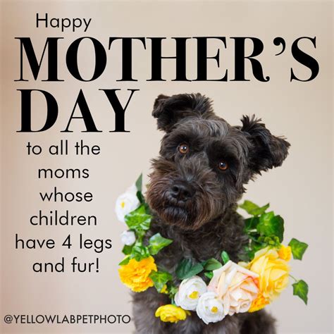 Happy Mother's Day to fur moms! — Yellow Lab Pet Photographer | Dog ...