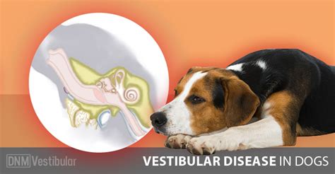 Vestibular Disease In Dogs