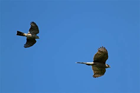 Sharp-shinned Hawk Versus Cooper's Hawk - FeederWatch