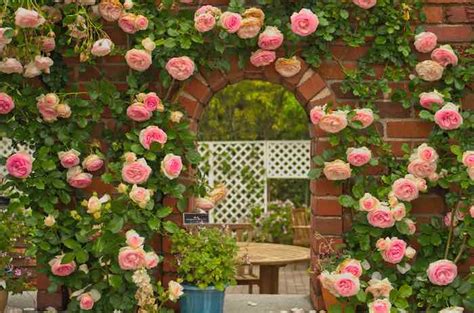 Beautiful Climbing Roses: How To Grow, Care For, and Prune Climbing ...