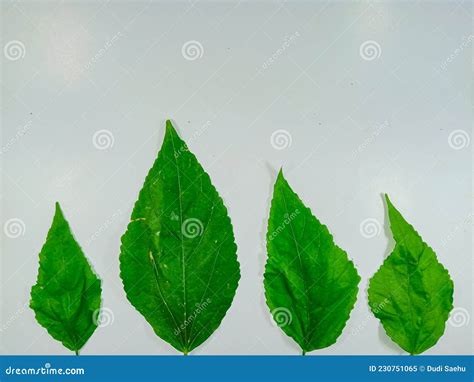 Leaves of the Plant Celastrus Orbiculatus, Isolated on a White Background. Stock Image - Image ...