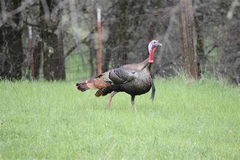 After over-hunting, habitat loss and falling into La Brea Tar Pits, California’s wild turkeys ...