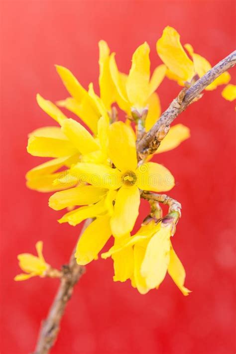 Red Background of Yellow Forsythia Suspensa Flower Stock Image - Image ...