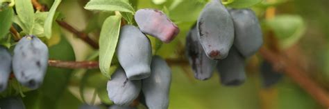 Haskap Berries • Cut and Dried Flower Farm