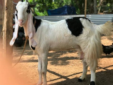 White Jamunapari Goat, Rs 500 /kilogram Al Madina Goat Farm | ID: 19011429973