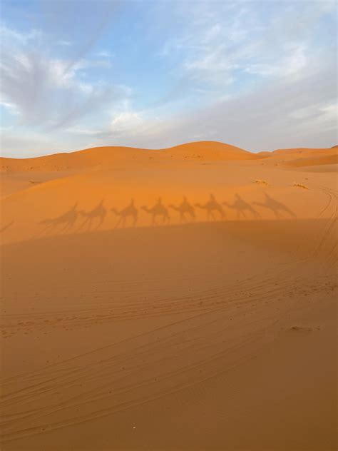 Shadow Camel Photos, Download The BEST Free Shadow Camel Stock Photos & HD Images