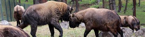 Bhutan Wildlife Tours - Exciting Wildlife Tours To Bhutan