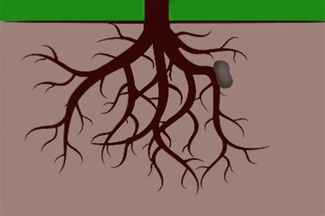 Thigmotropism: Definition, Examples, Types (Positive And Negative)