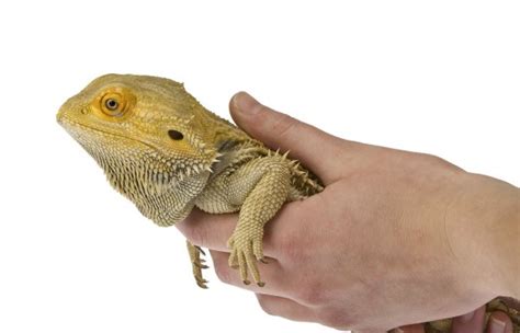 Best Bearded Dragon Substrate: What Is A Good Substrate For Bearded Dragon? - Timeline Pets