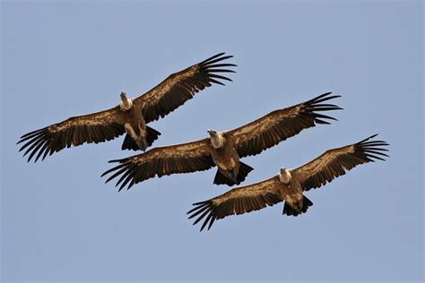 Vulture Flying 3 - Doowans Awareness