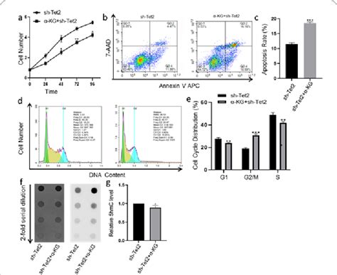 Effects of α-KG on the growth and proliferation of K562 cells. (a) K562 ...