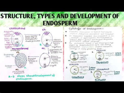 Structure, types and development of endosperm - YouTube