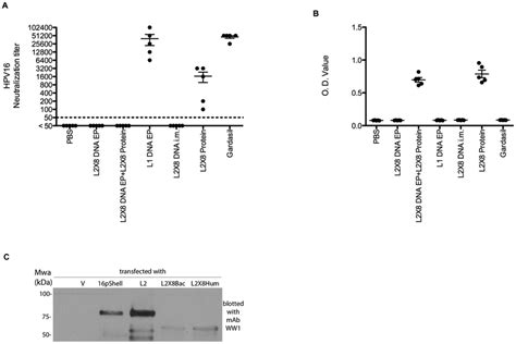 Neutralizing antibody titer and antibody response of sera from mice ...