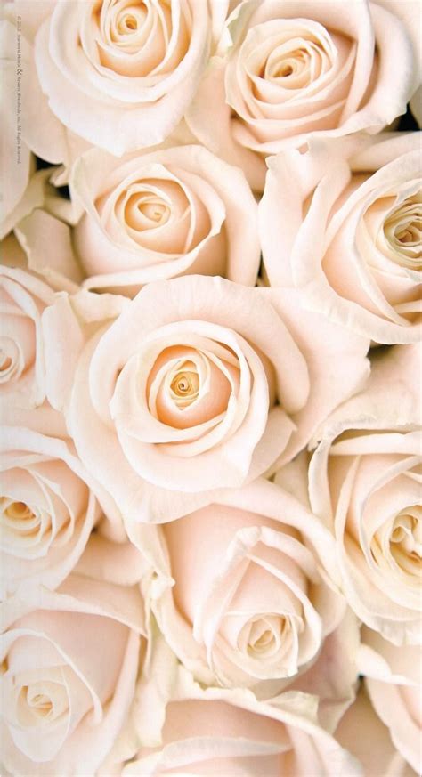 ~ It's a Colorful Life ~ | White roses wallpaper, Rose gold wallpaper ...