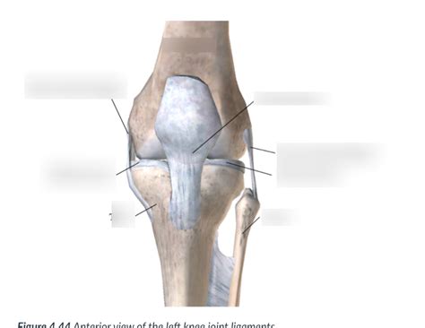 Anterior Left Knee Ligament Diagram Diagram | Quizlet