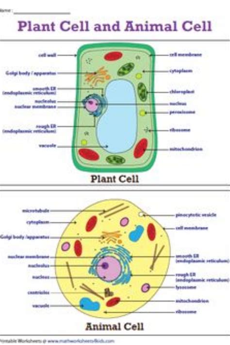 Plant Cell And Animal Cell Venn Diagram | Animal cell, Plant and animal cells, Science cells