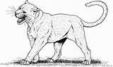 Free Cougar Coloring Pages  Cartoon Characters sketch template