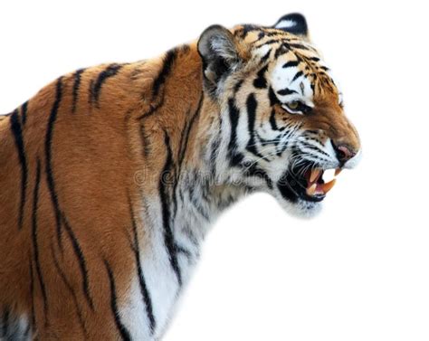 Tiger roaring stock photo. Image of mammal, carnivore - 12258760