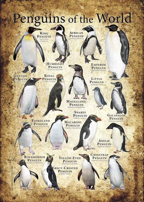 Life Of Penguins Penguin Species And Taxonomy