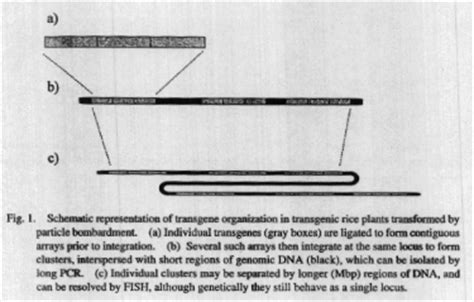 Transgene integration, organization and expression