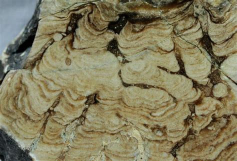 Eocene Stromatolites from Green River Formation