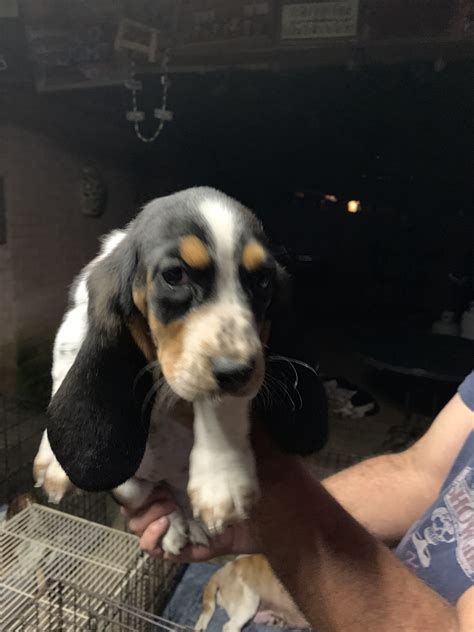 Basset Hound Puppies For Sale | Spring, TX #297776