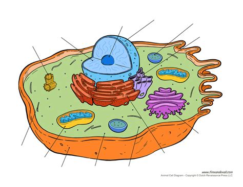 Cells Diagram | Quizlet