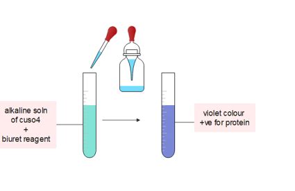 Laboratory test for protein: 7 easy protocol - Chemistry Notes