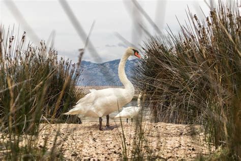 Whooper Swan in Natural Habitat. Swans are Birds of the Family Anatidae within the Genus Cygnus ...