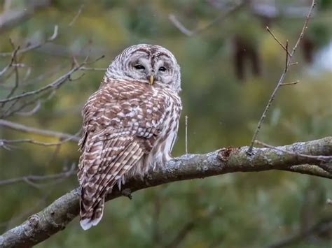 8 Owls in Pennsylvania: Local & Migratory Species