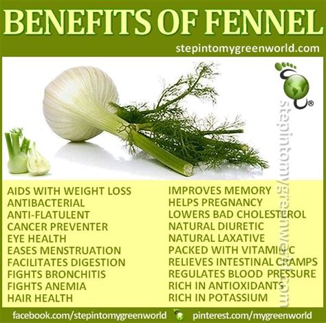 Benefits of Fennel Benefits Of Fennel, Tea Benefits, Health Benefits, Magnesium Benefits ...