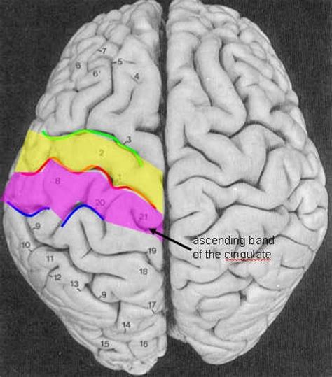 Primer on Cortical Sulci — fMRI 4 Newbies