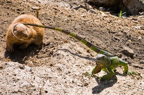 The Tail Whip | The irony of this shot is that the iguana is… | Flickr