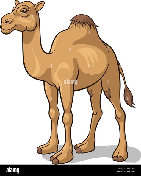 Camel Cartoon Drawing