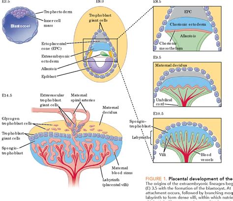 How Does Placenta Develop